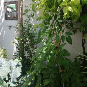 Gloria Jaldin | Limpiadora