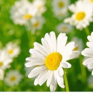 Eva Vázquez | Limpio Todo