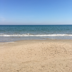 Traductores profesionales