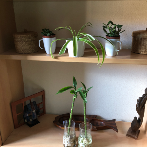 Orden Limpieza y Decoración